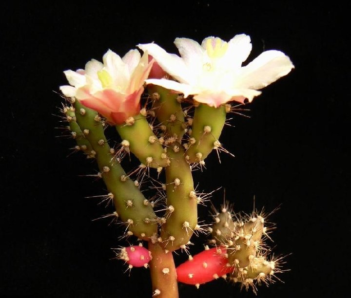 Salmonopuntia salmiana P1260197